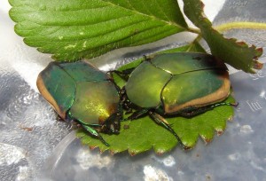 Two Fig Beetles From My Garden
